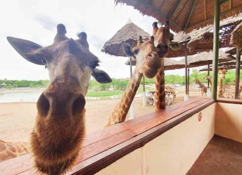 サファリワールド