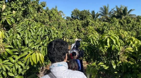 マンゴー狩り体験