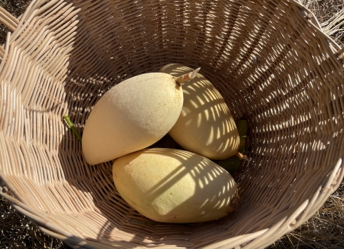 マンゴー狩り体験