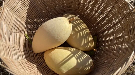 マンゴー狩り体験