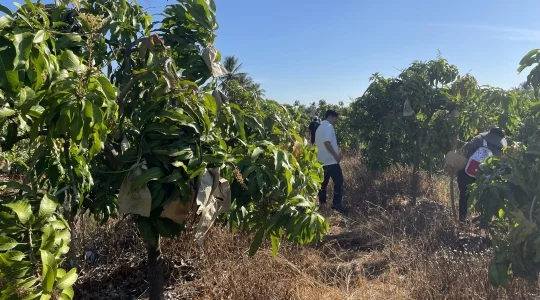 マンゴー狩り体験