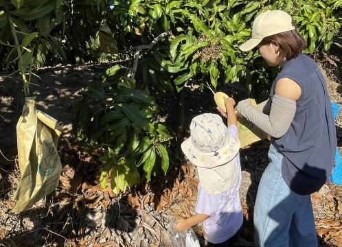 マンゴー狩り体験