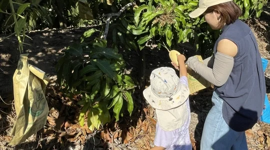 マンゴー狩り体験