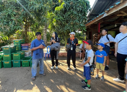 マンゴー狩り体験