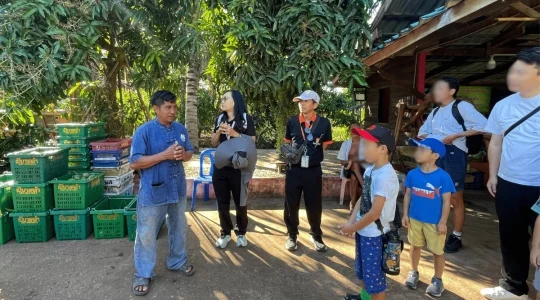 マンゴー狩り体験