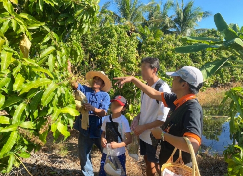 マンゴー狩り体験