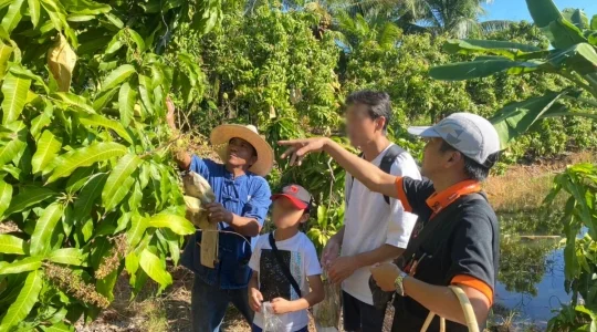 マンゴー狩り体験