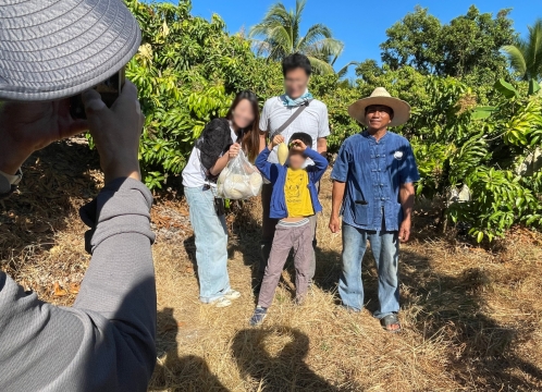 マンゴー狩り体験