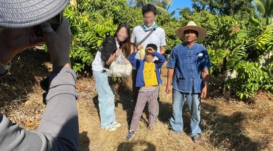 マンゴー狩り体験