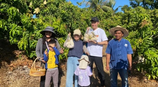 マンゴー狩り体験