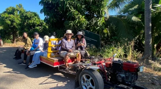 マンゴー狩り体験