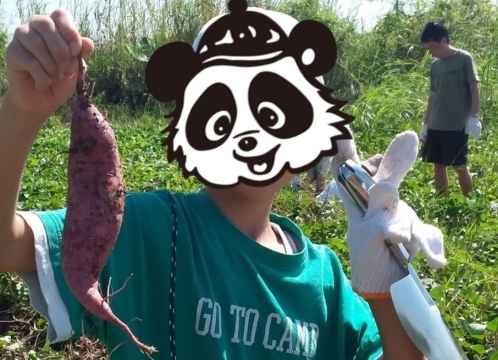 芋ほり遠足 