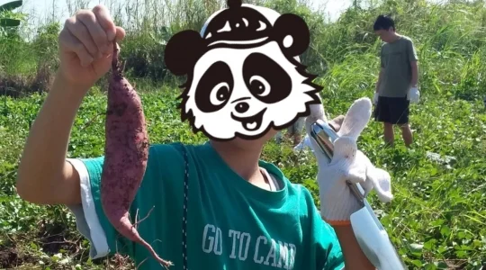 芋ほり遠足 