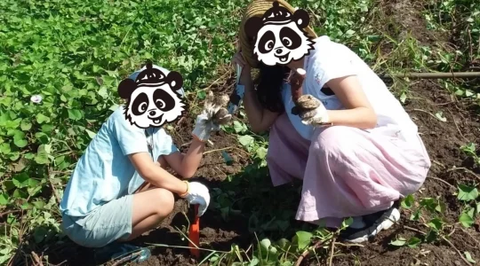 芋ほり遠足 