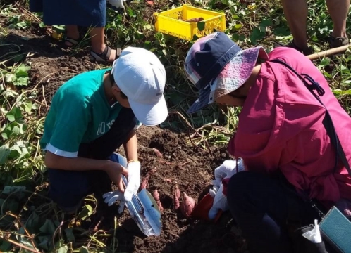 芋ほり遠足 