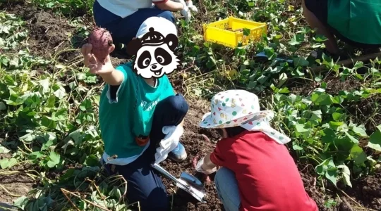 芋ほり遠足 