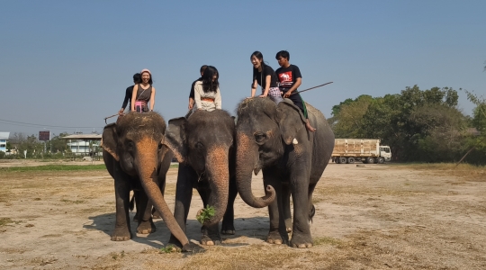 象乗り体験_お世話体験ツアー