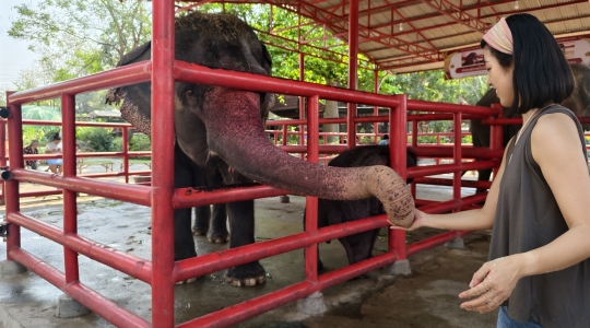 象乗り体験_お世話体験ツアー