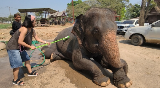 象乗り体験_お世話体験ツアー