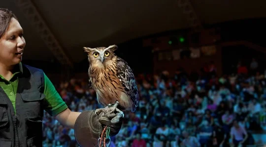 Creatures of the Night