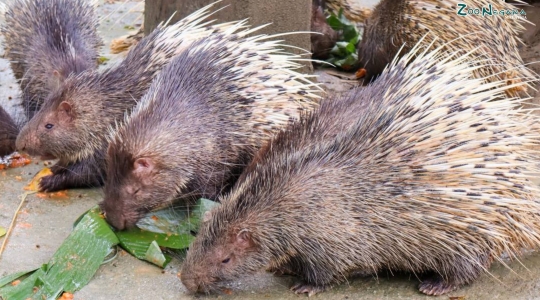 マレーシア国立動物園（Zoo_Negara）