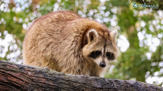 マレーシア国立動物園（ZOO_NEGARA）