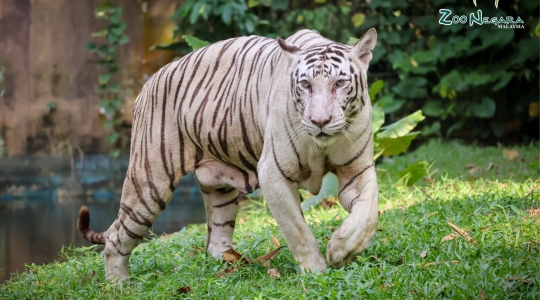 マレーシア国立動物園（Zoo_Negara）