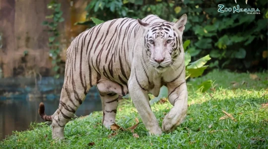 マレーシア国立動物園（Zoo_Negara）