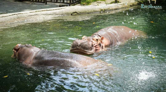 マレーシア国立動物園（Zoo_Negara）