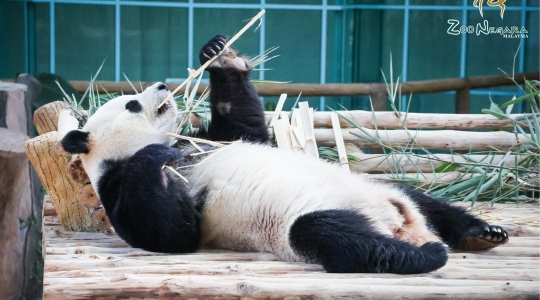 パンダに会いに行こう！マレーシア国立動物園（Zoo_Negara）