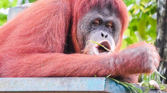 マレーシア国立動物園（Zoo_Negara）