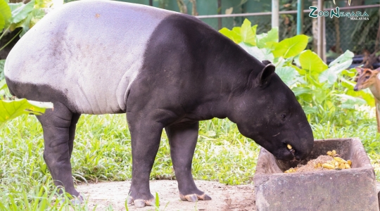 マレーシア国立動物園（Zoo_Negara）
