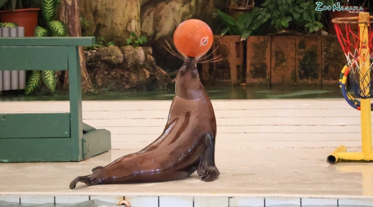 Zoo_Negara（ズーネガラ）で楽しむ1泊2日キャンプ体験