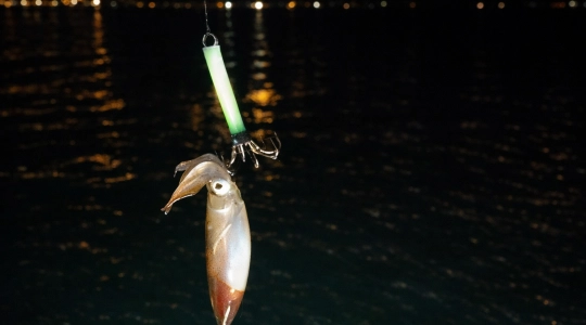 イカ釣り2