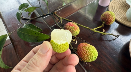 ライチ実食