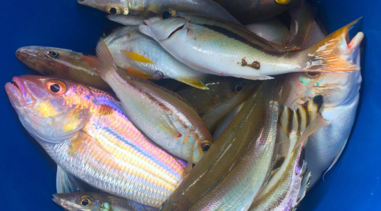 魚