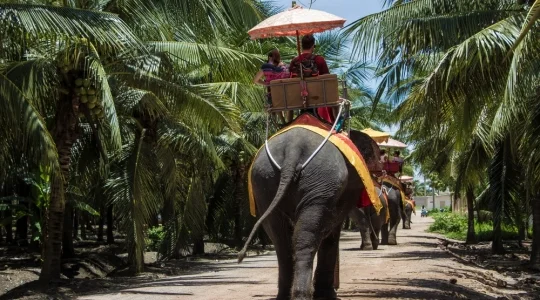 本格象乗りと水上マーケット