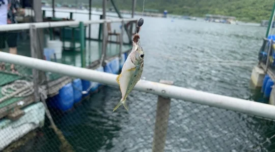 イメージ”：魚釣り