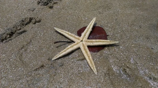 イメージ”：海水浴