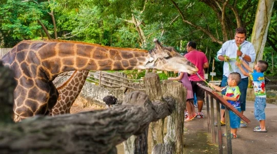 カオキアオ動物園