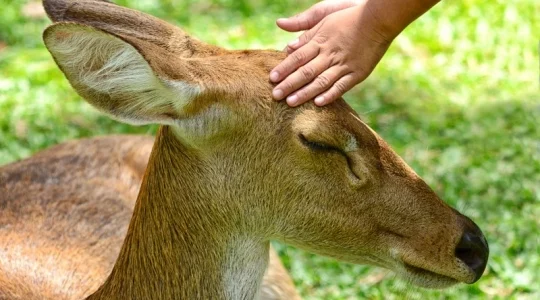 カオキアオ動物園