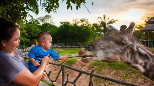 オープン動物園「カオキアオZOO」×タイ随一のイルカショー「ドルフィナリウムパタヤ」～ミッフィーカフェでランチ～