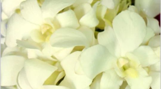 ランの花