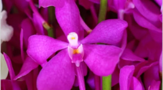 ランの花