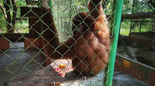 動物と触れ合おう