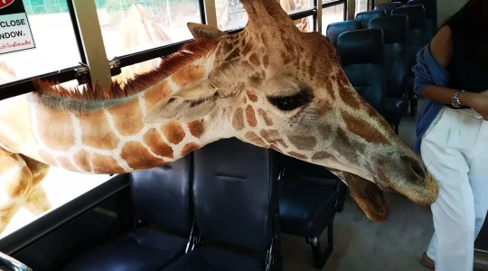 キリンの餌やり体験