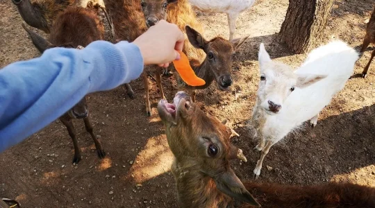カンチャナブリサファリパーク