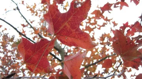 イメージ”：紅葉鑑賞
