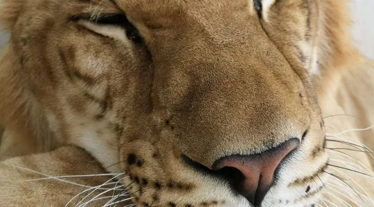 運が良ければライガーにも会えるよ