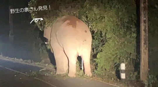 ナイトサファリ